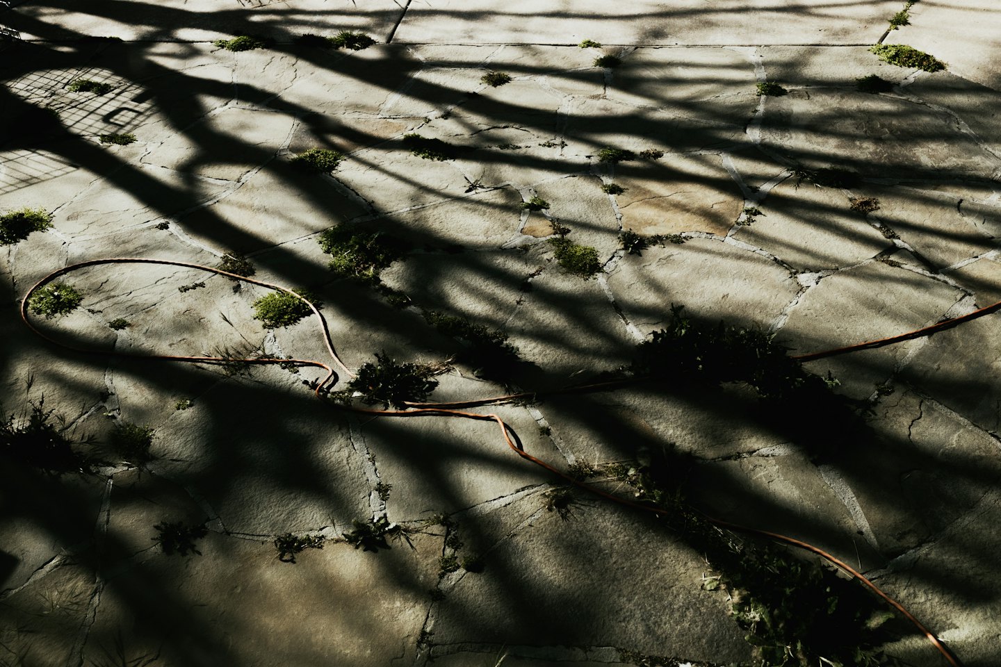 A garden hose snakes across a stone patio with weeds.